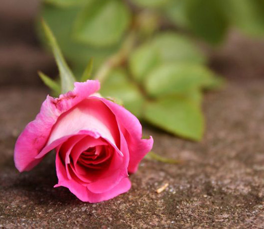 Rose sur tombe
